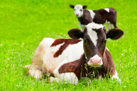 Calves in the meadow