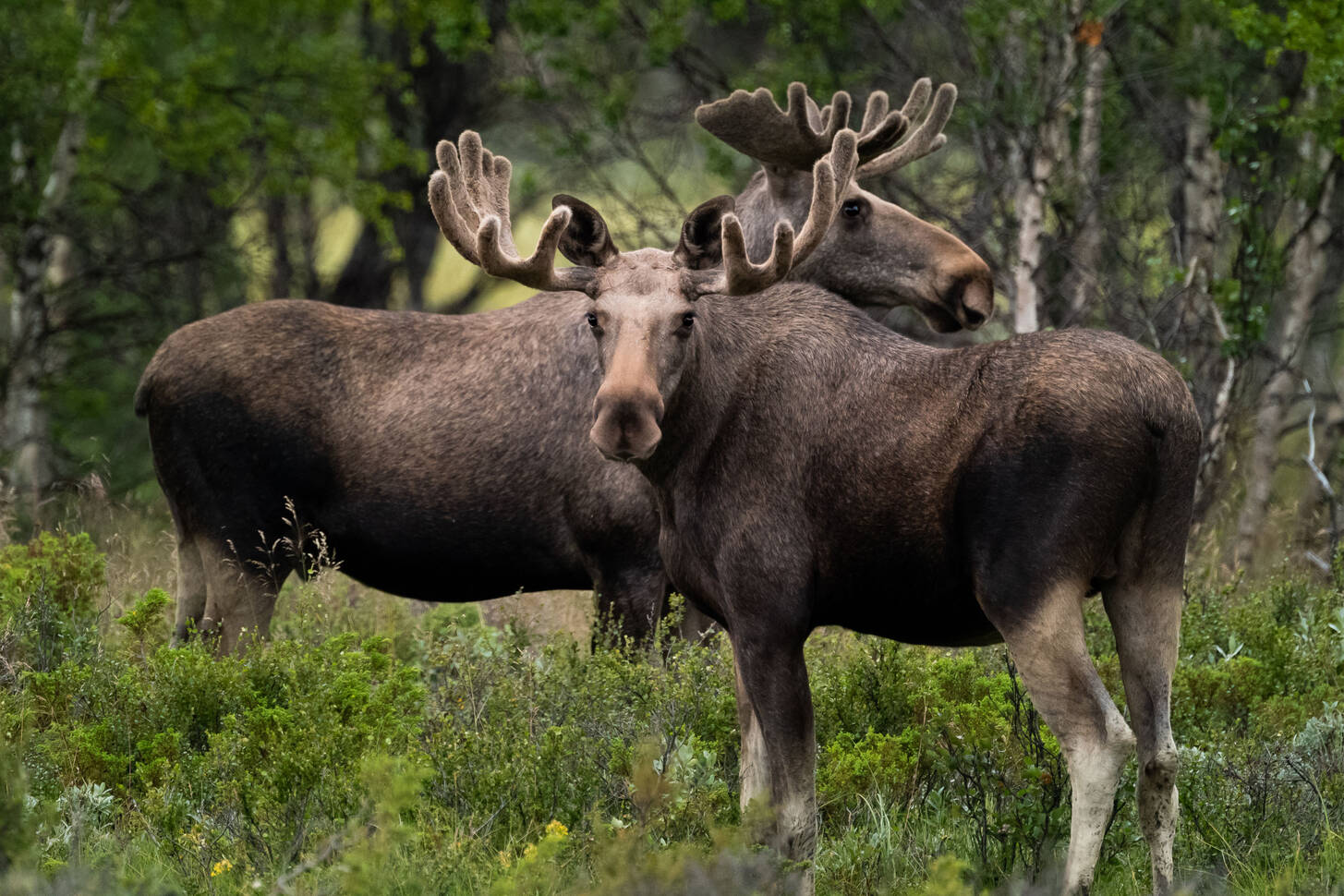 Экологические адаптации лося европейского. Южно Европейский Лось alces alces. Alces alces Gigas млекопитающие Северной Америки. Пазл Лось. Moose plural.