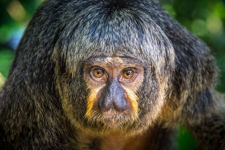 Saki macaco monge