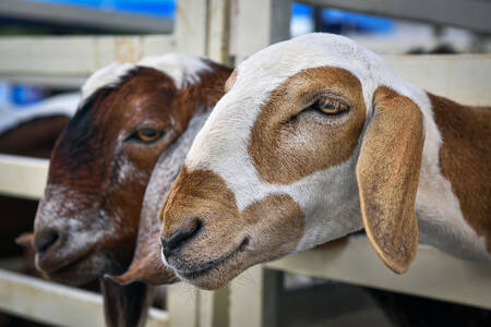 Koze na farmi