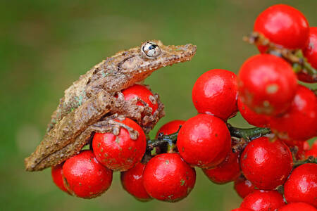 Frog on red berries