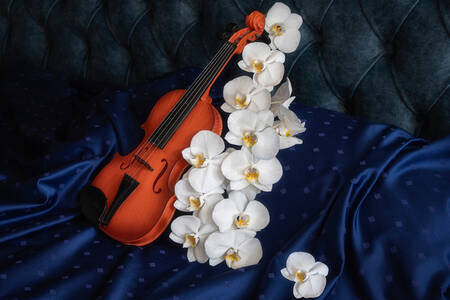 Βιολί και λευκές ορχιδέες
