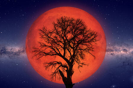 Tree against the background of the red moon