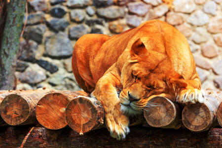 Sleeping lioness