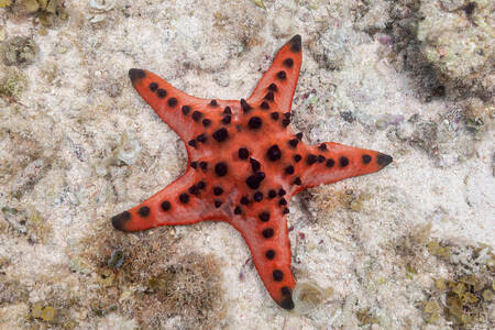 Starfish with spikes