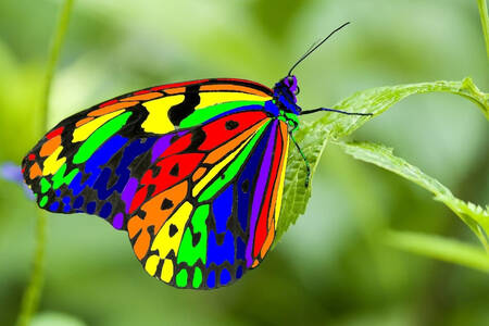 Bright butterfly