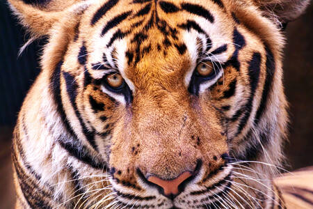Portrait of an Amur tiger