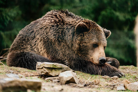 Bear after hibernation