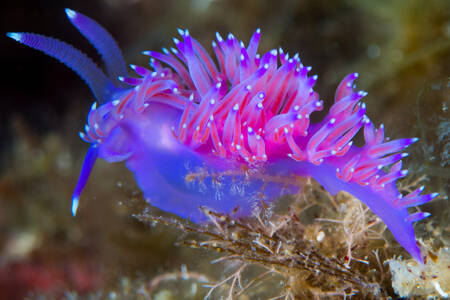 Purple mollusk