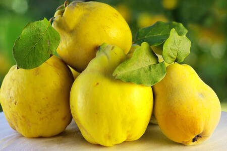 Quince on the table