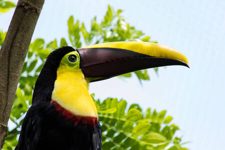 Toucan de Swainson