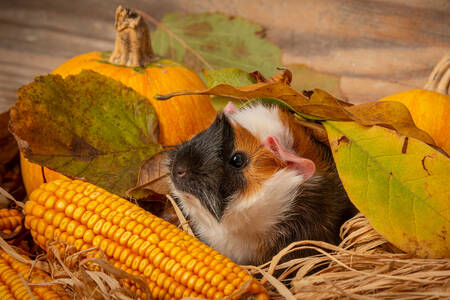 Cochon d'Inde dans les feuilles d'automne