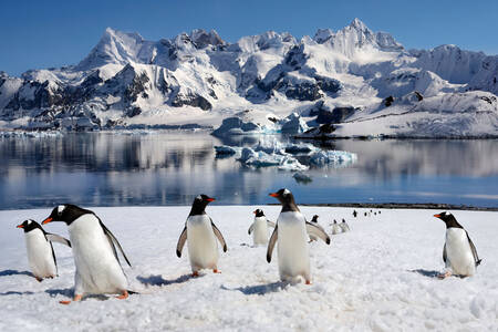 Papuan penguins