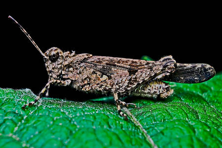 Grasshopper on a green leaf