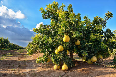 Árvore de pomelo