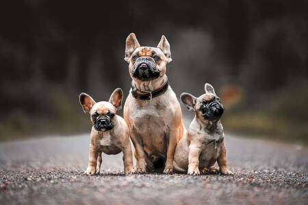 Französische Bulldogge und Welpen