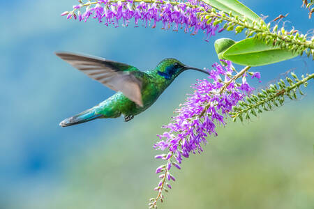 Hummingbird in flight