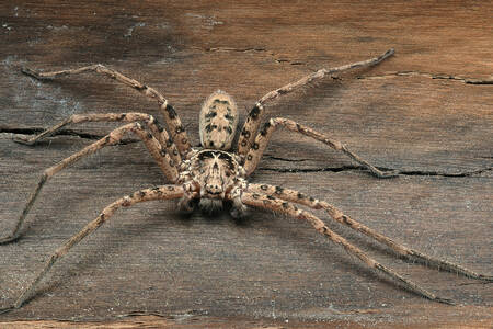 Araña sobre fondo de madera