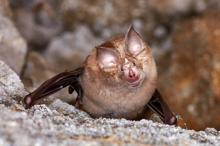 Lesser Horseshoe Bat