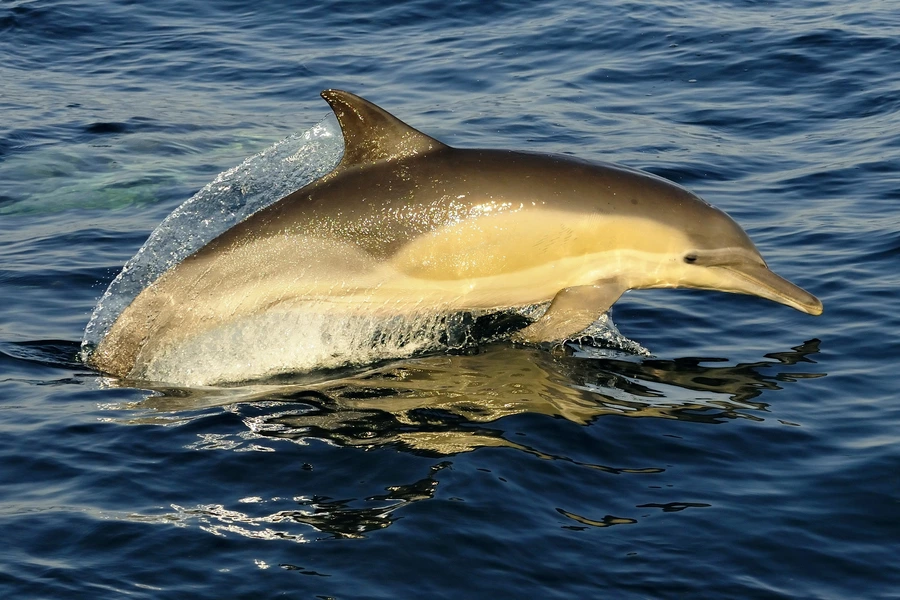 Almindelig delfin