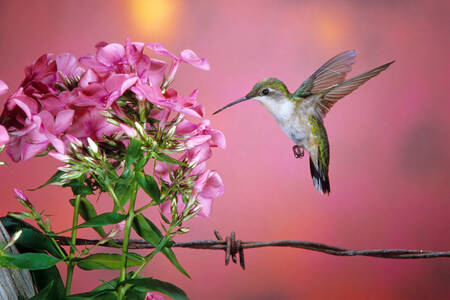 A female ruby-throated hummingbird