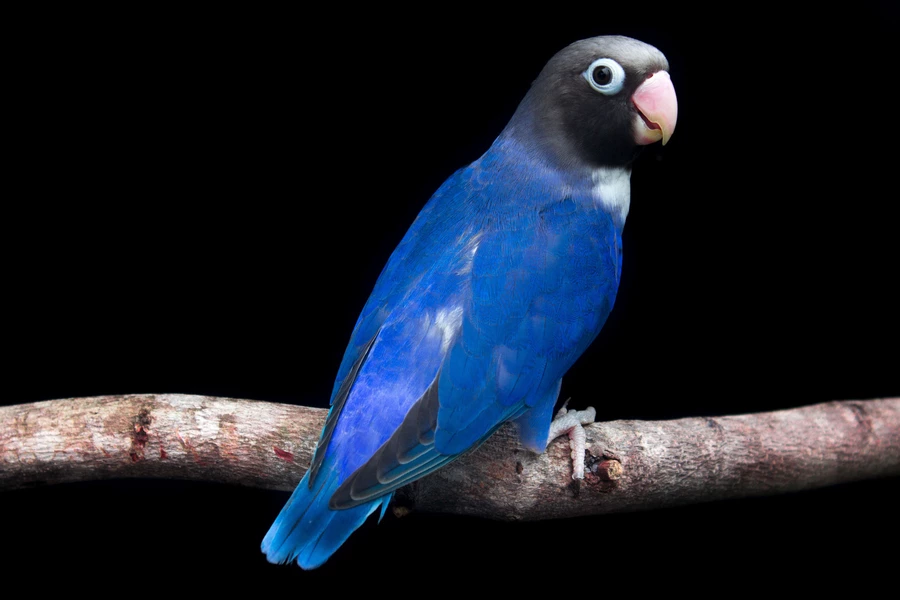 Perroquet bleu