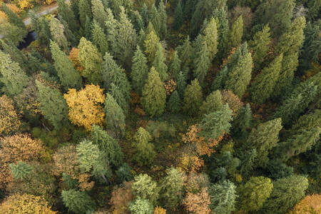 View of the forest from above