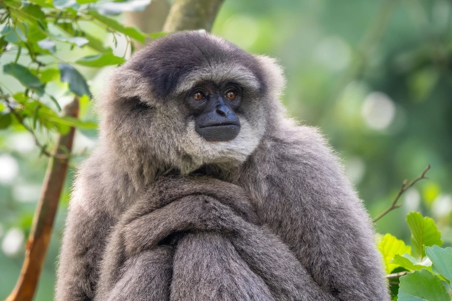 Sølvgibbon