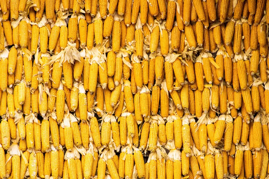 Corn