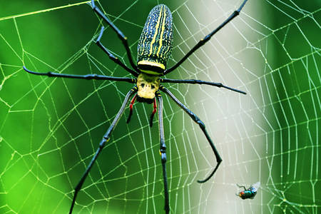 Grote spin op een web