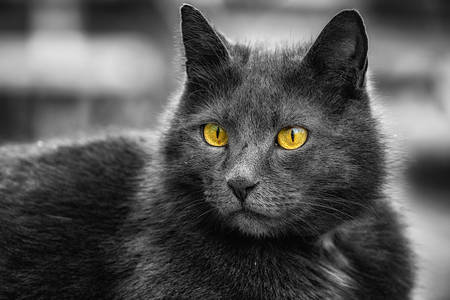 Szürke macska, sárga szemekkel
