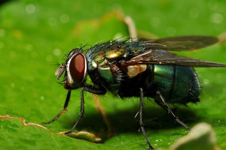 Foto macro di una mosca verde