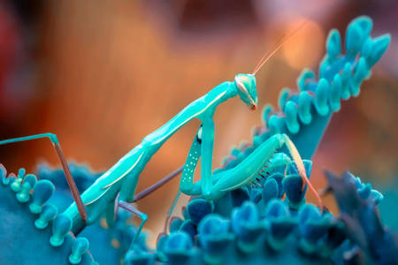 Blue mantis