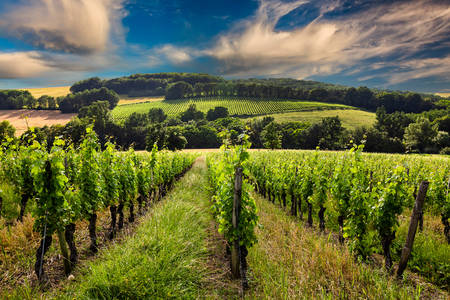 Wijngaarden in Bordeaux