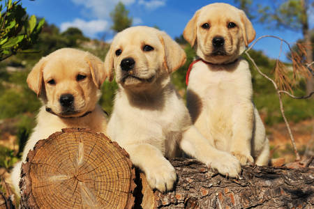 Labrador puppies