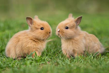 Кроленята на траві