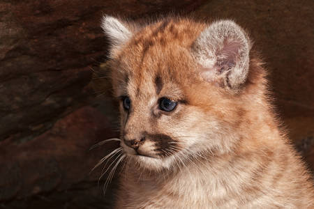 Puma kitten