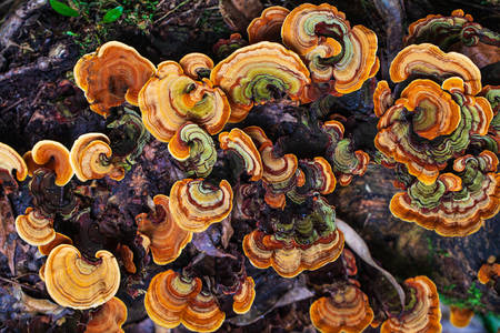 Kleurrijke paddenstoelen aan de boom