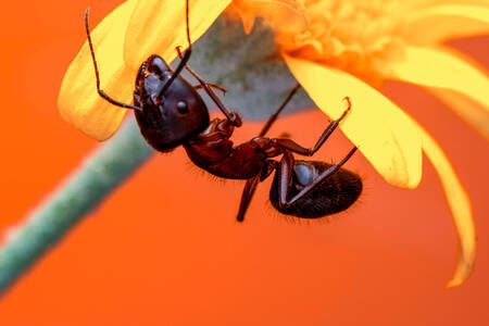 Červený mravec