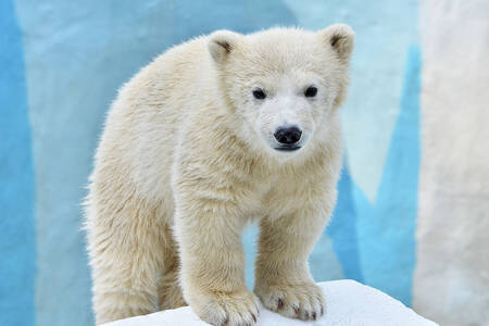 White bear cub