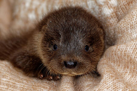 Baby-Otter