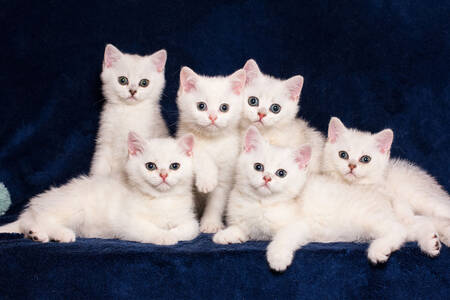 Gatinhos brancos