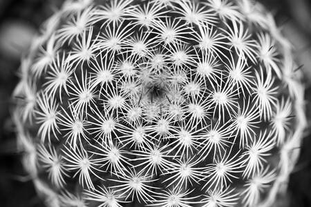Bovenaanzicht van een cactus