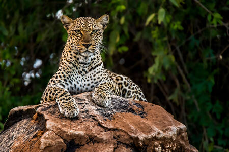 Afrika leoparı
