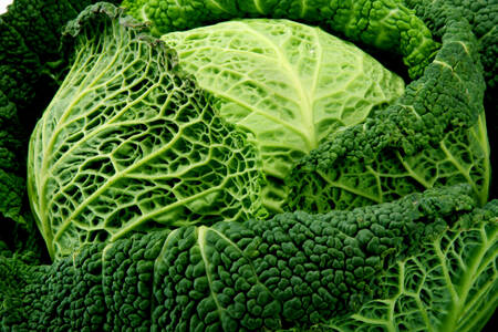 Savoy cabbage close up