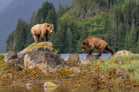 Urșii grizzly