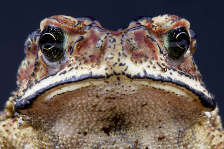 Малайська жаба