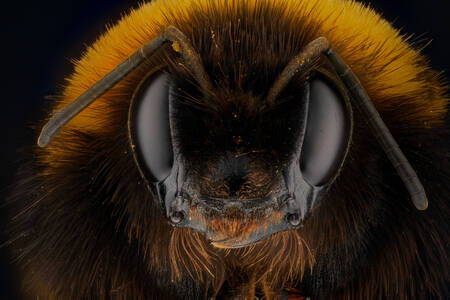 Bumblebee portrait