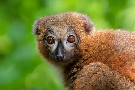Lemur cu burtă roșie