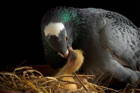 Porumbel care hrănește un pui